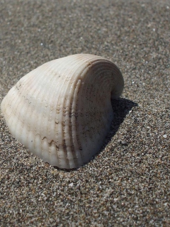 Das Seashell And Sand Wallpaper 240x320