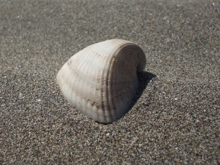 Seashell And Sand wallpaper 320x240