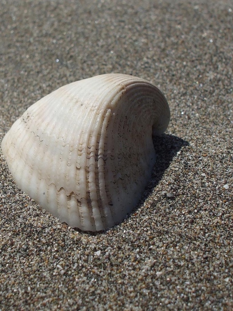 Обои Seashell And Sand 480x640