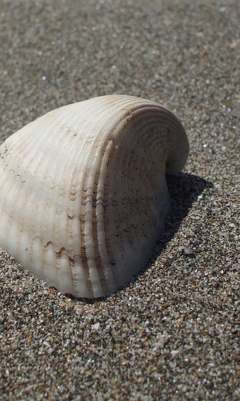 Seashell And Sand screenshot #1 480x800