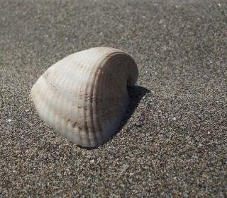 Seashell And Sand - Obrázkek zdarma pro 1024x1024