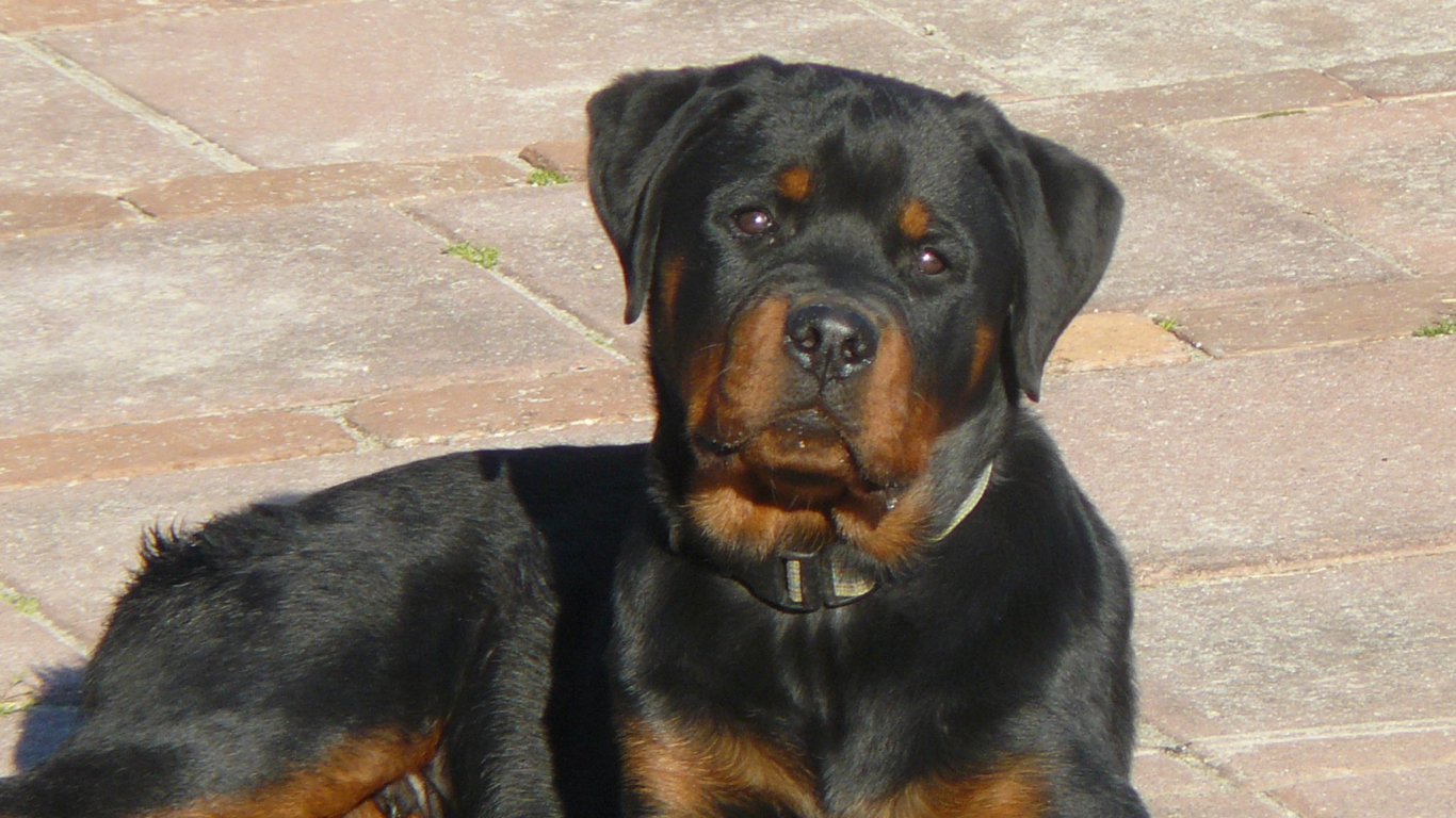 Rottweilers wallpaper 1366x768