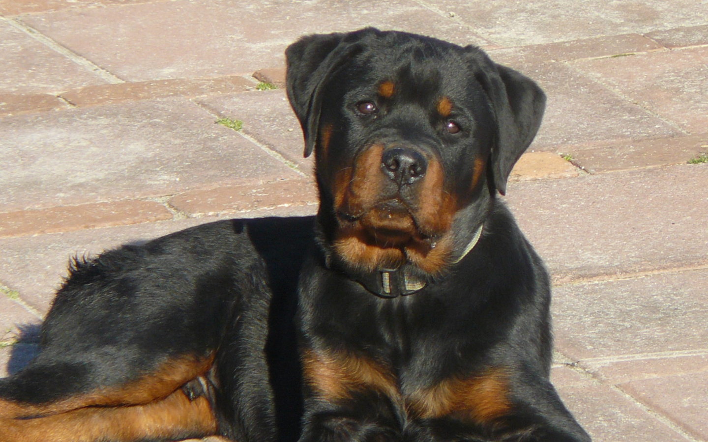 Screenshot №1 pro téma Rottweilers 1440x900