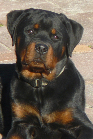 Screenshot №1 pro téma Rottweilers 320x480