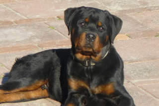 Free Rottweilers Picture for Android, iPhone and iPad