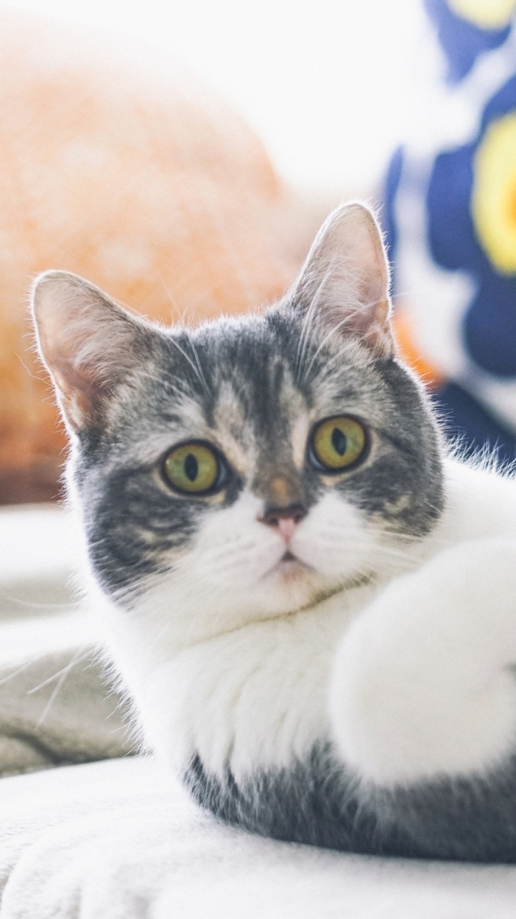 Cat on Sofa wallpaper 750x1334