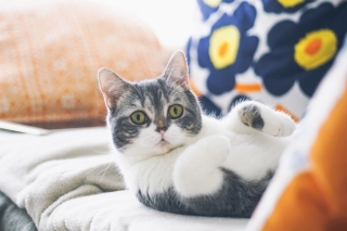 Kostenloses Cat on Sofa Wallpaper für Android, iPhone und iPad