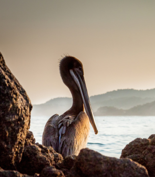 Pelican - Obrázkek zdarma pro iPhone 5
