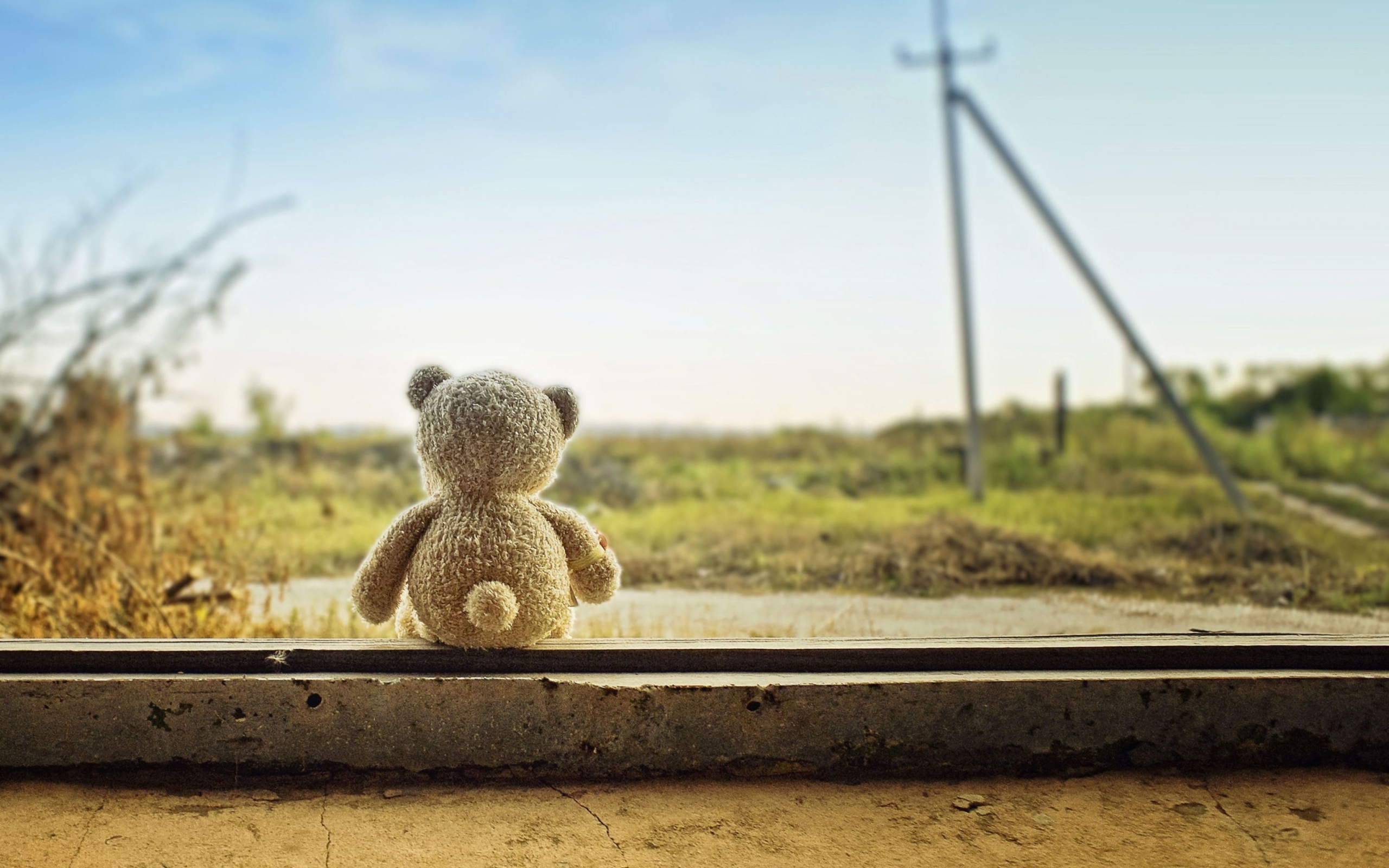 Screenshot №1 pro téma Lonely Teddy Bear 2560x1600