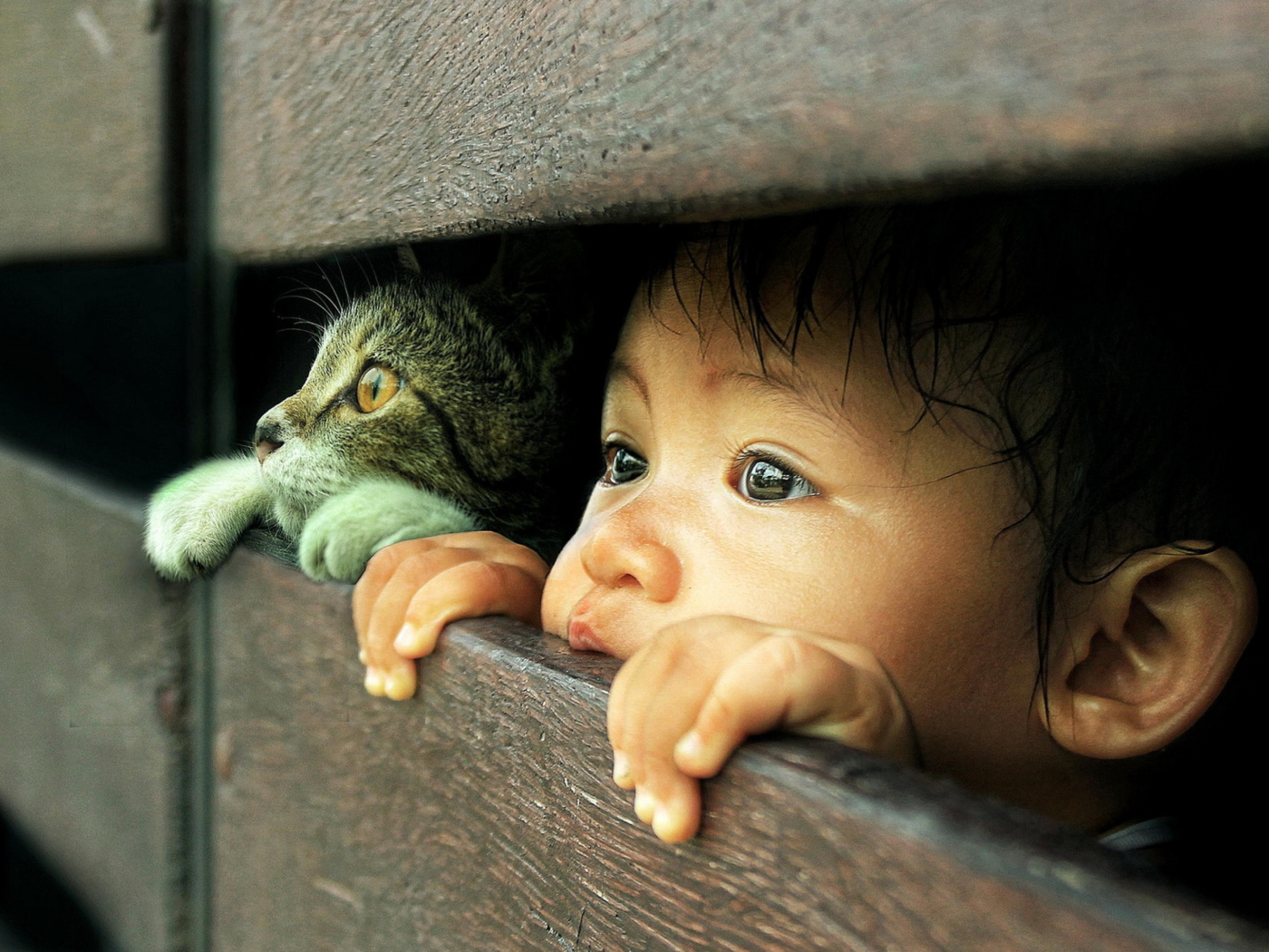 Обои Baby Boy And His Friend Little Kitten 1400x1050