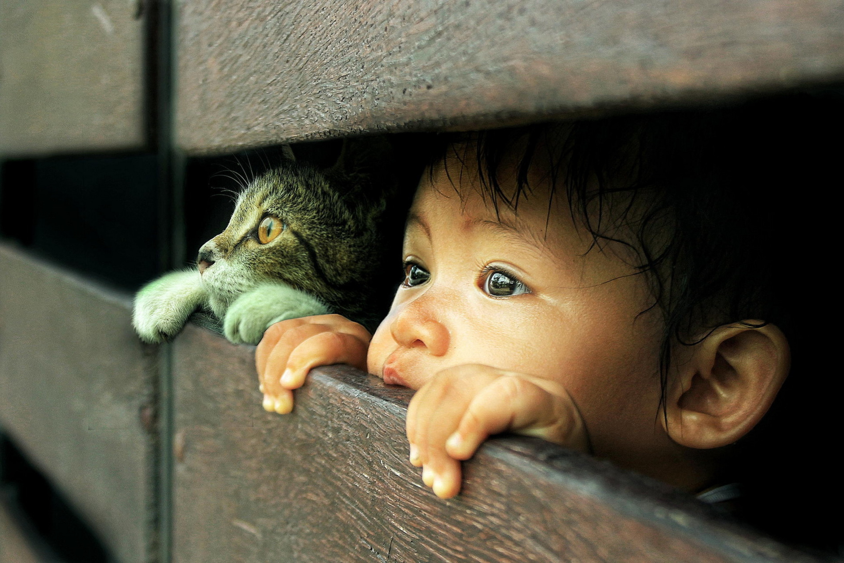 Fondo de pantalla Baby Boy And His Friend Little Kitten 2880x1920