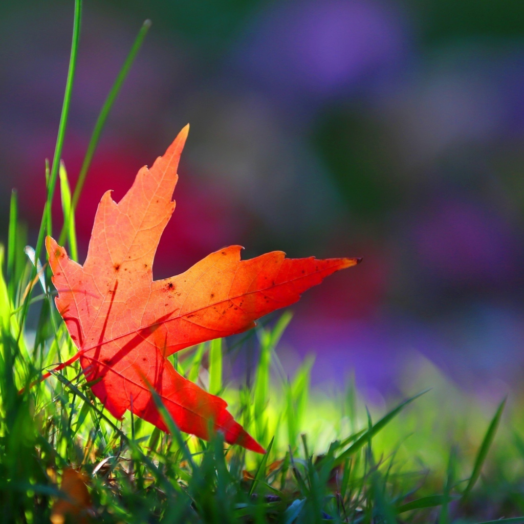 Screenshot №1 pro téma Red Leaf Green Grass Macro 1024x1024