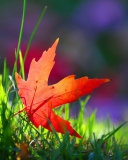 Screenshot №1 pro téma Red Leaf Green Grass Macro 128x160