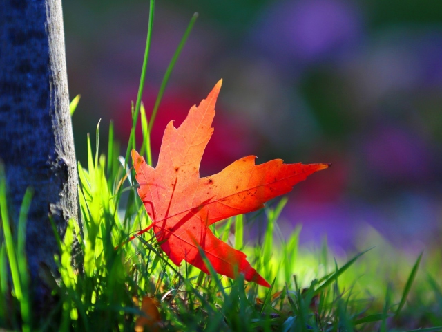 Screenshot №1 pro téma Red Leaf Green Grass Macro 640x480