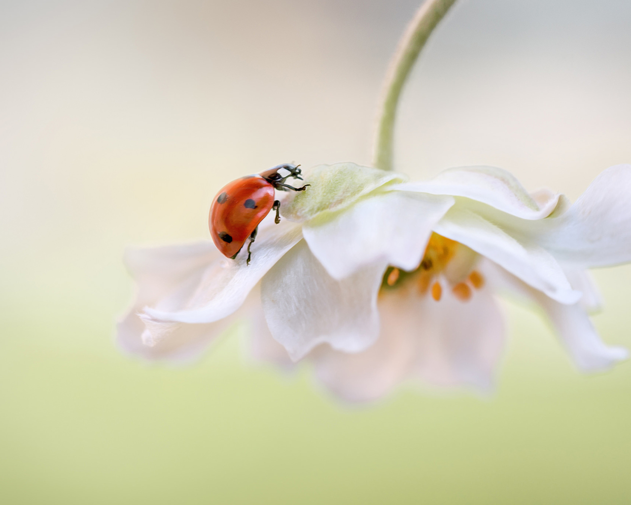 Fondo de pantalla Red Ladybug On White Flower 1280x1024
