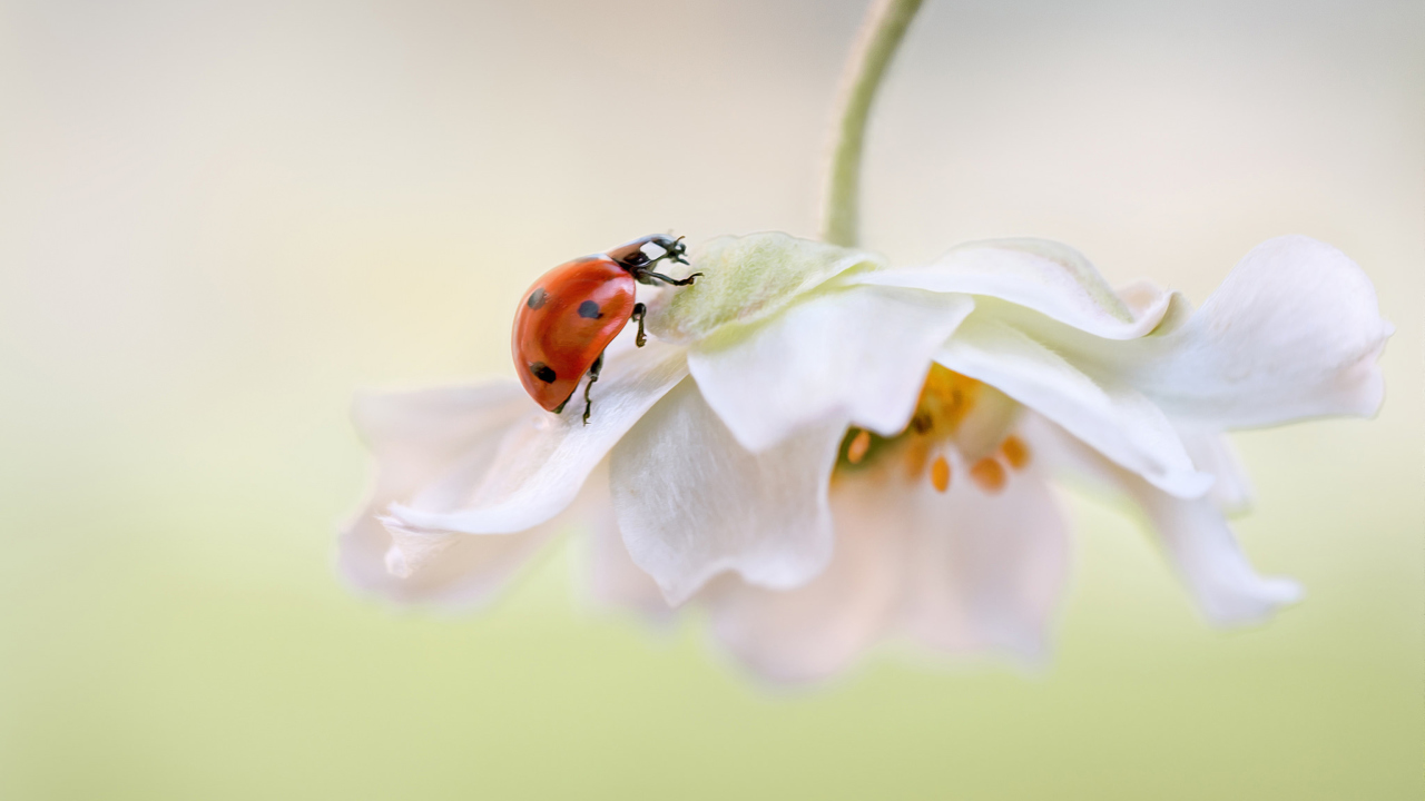 Обои Red Ladybug On White Flower 1280x720