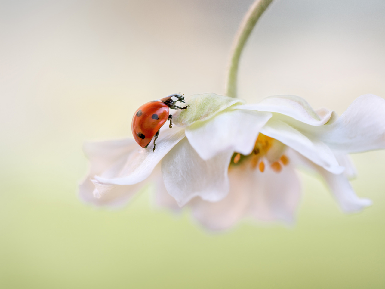 Sfondi Red Ladybug On White Flower 1280x960