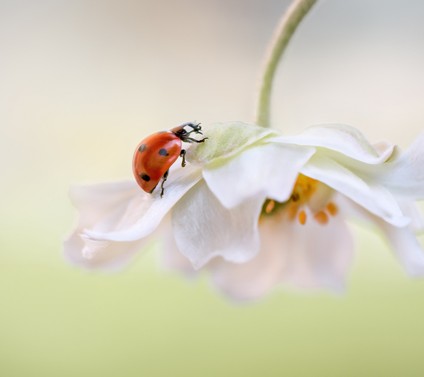 Обои Red Ladybug On White Flower 1440x1280