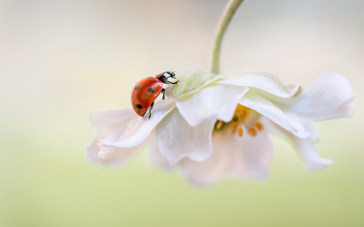 Screenshot №1 pro téma Red Ladybug On White Flower 1440x900