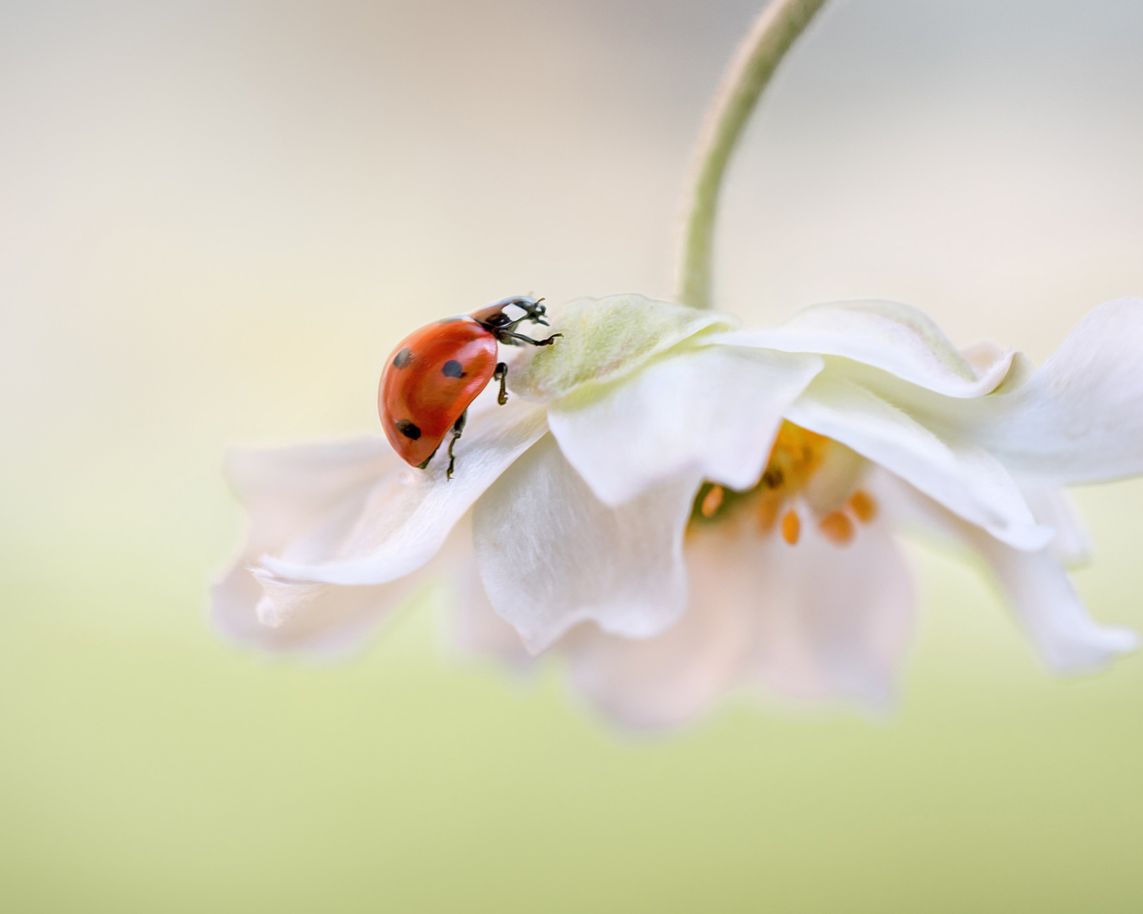 Sfondi Red Ladybug On White Flower 1600x1280