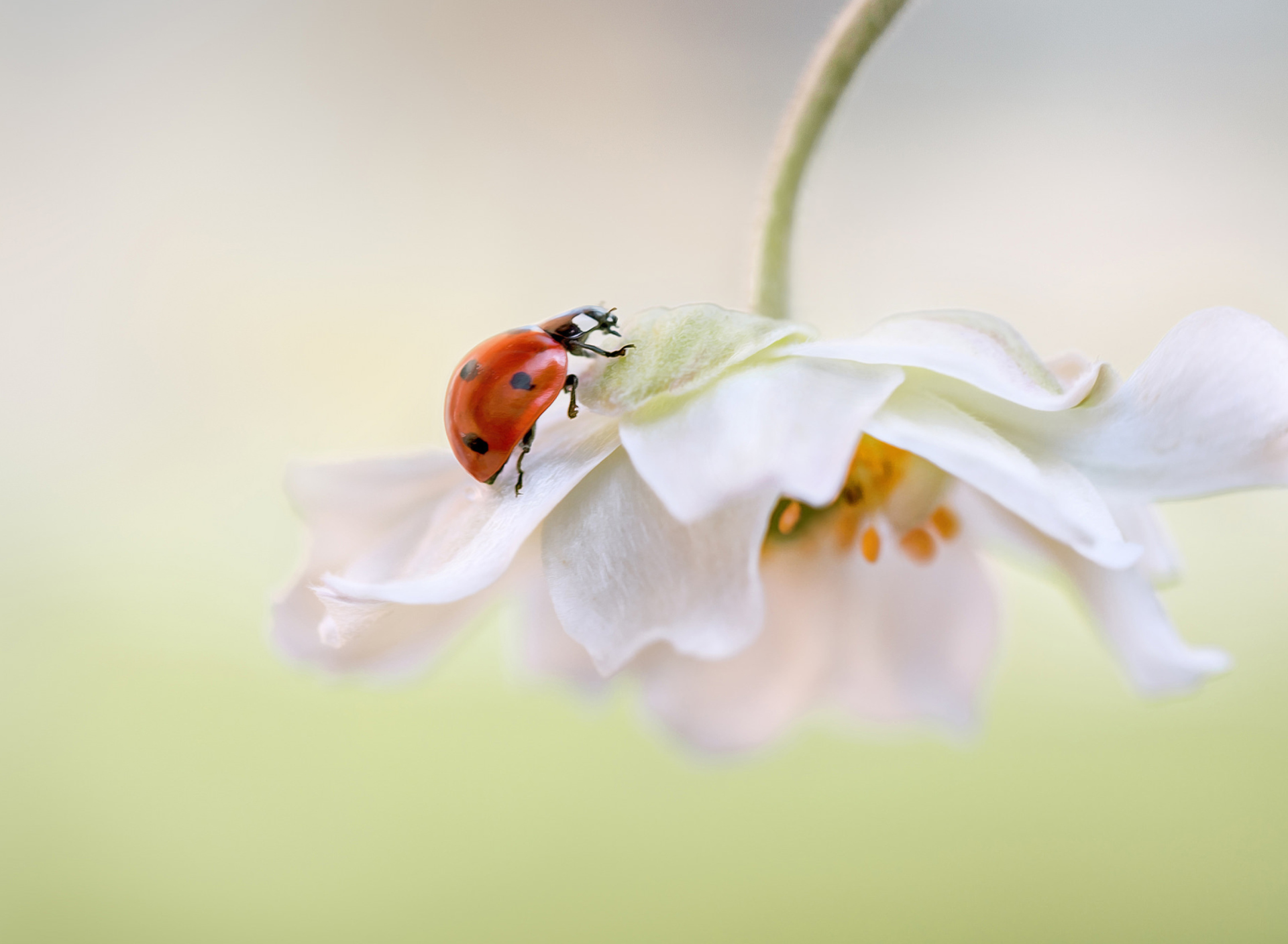 Обои Red Ladybug On White Flower 1920x1408