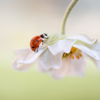 Обои Red Ladybug On White Flower 208x208