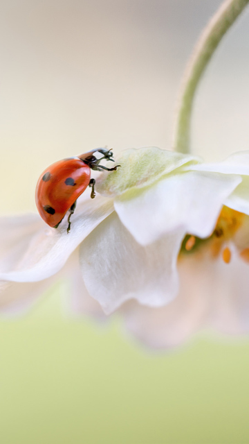 Red Ladybug On White Flower wallpaper 360x640