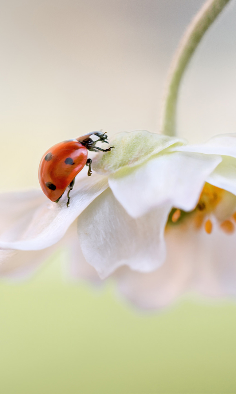 Das Red Ladybug On White Flower Wallpaper 768x1280