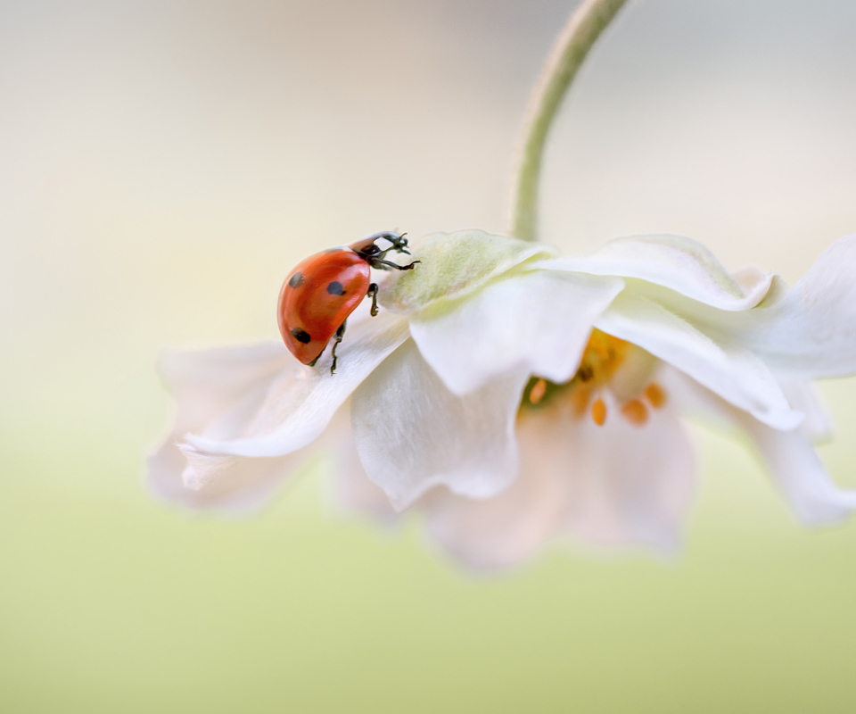 Sfondi Red Ladybug On White Flower 960x800