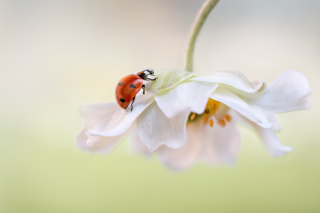 Red Ladybug On White Flower Wallpaper for Android, iPhone and iPad