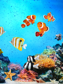 Screenshot №1 pro téma Tropical Fishes 240x320