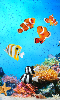 Screenshot №1 pro téma Tropical Fishes 240x400