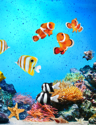 Tropical Fishes sfondi gratuiti per 176x220