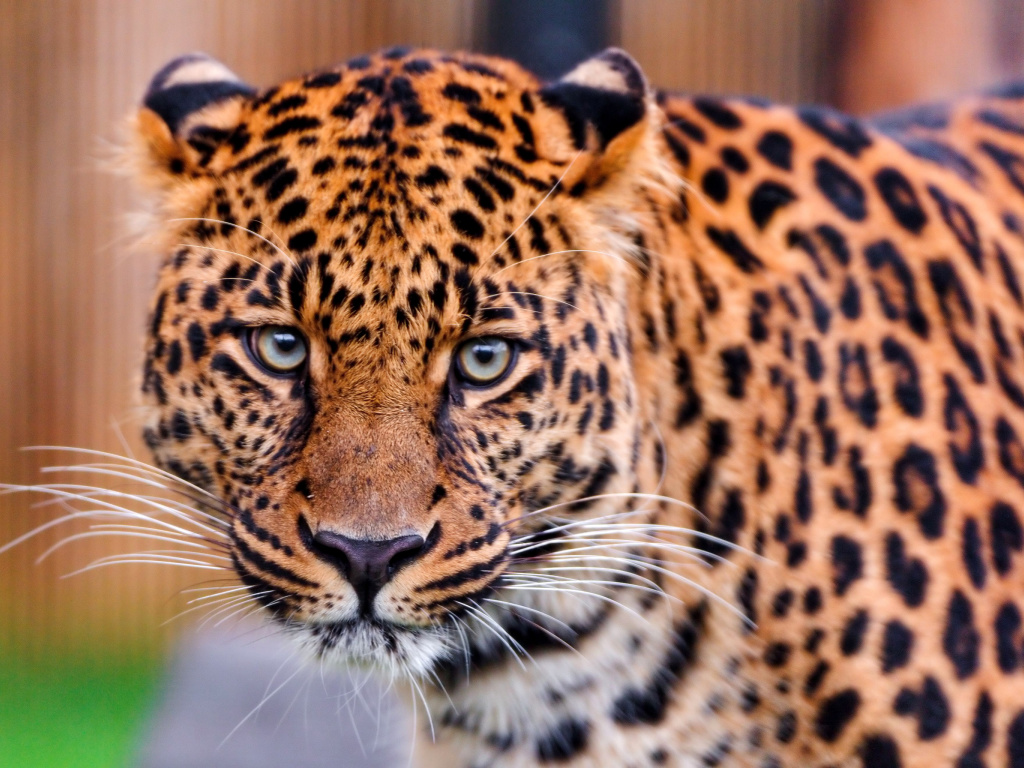 Fondo de pantalla Leopard, National Geographic 1024x768