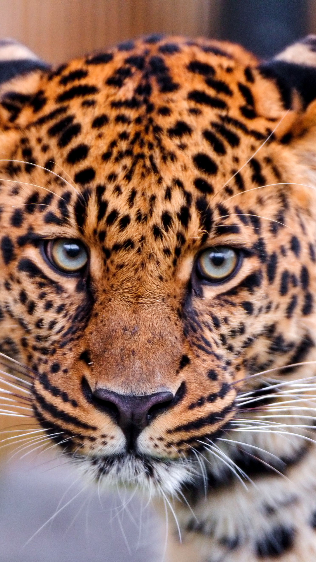 Screenshot №1 pro téma Leopard, National Geographic 1080x1920