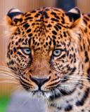 Leopard, National Geographic wallpaper 128x160