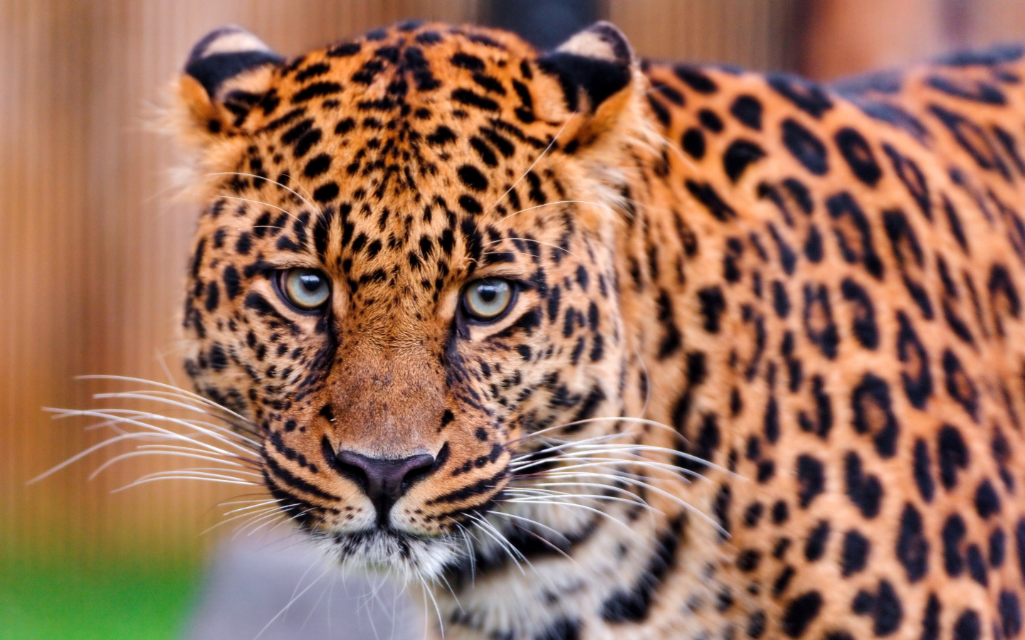 Fondo de pantalla Leopard, National Geographic 1440x900