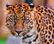 Leopard, National Geographic wallpaper 176x144