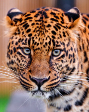 Обои Leopard, National Geographic 176x220