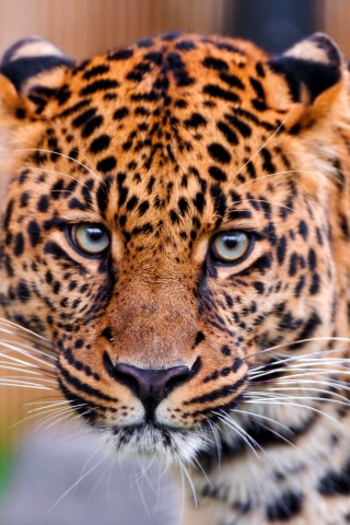 Fondo de pantalla Leopard, National Geographic 320x480