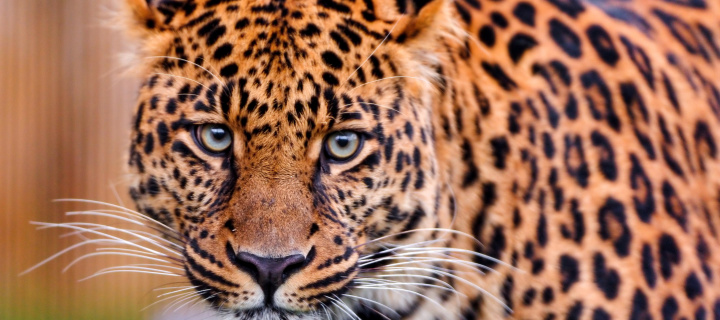 Sfondi Leopard, National Geographic 720x320