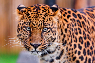 Leopard, National Geographic papel de parede para celular para Nokia Asha 200
