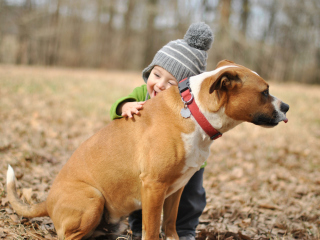 Das Child With His Dog Friend Wallpaper 320x240