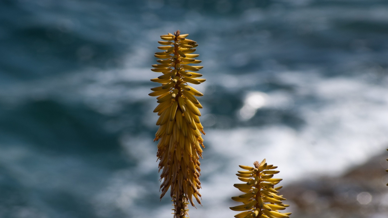 Macro HD Plant screenshot #1 1280x720