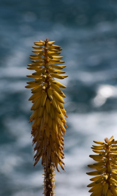 Macro HD Plant screenshot #1 240x400