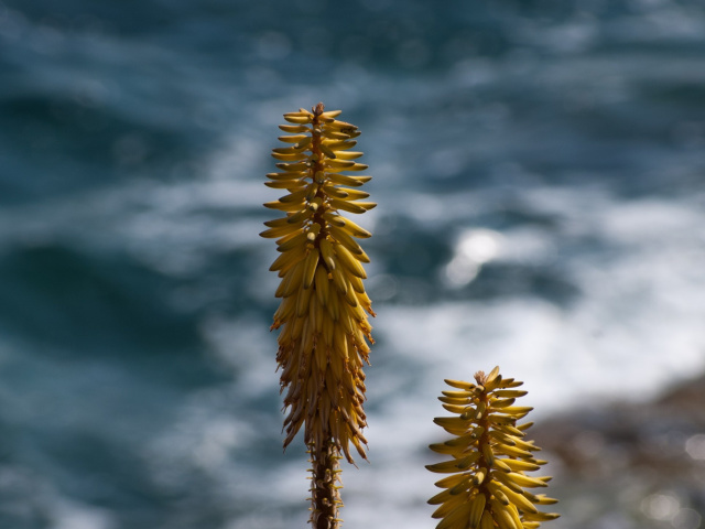 Macro HD Plant screenshot #1 640x480