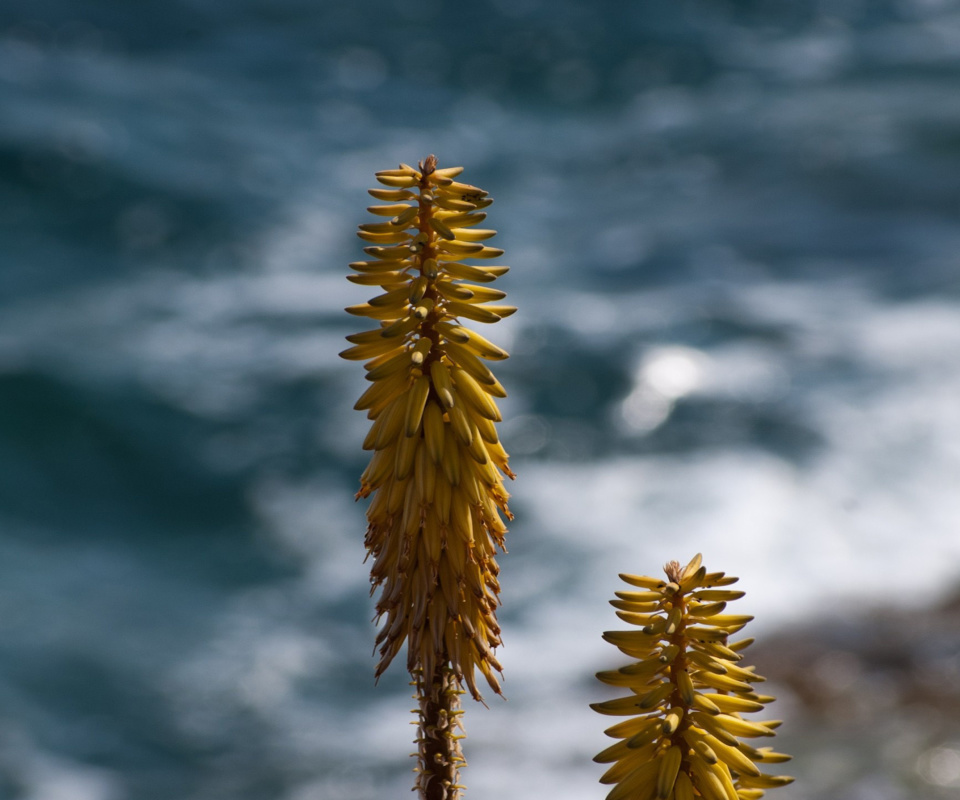 Macro HD Plant screenshot #1 960x800