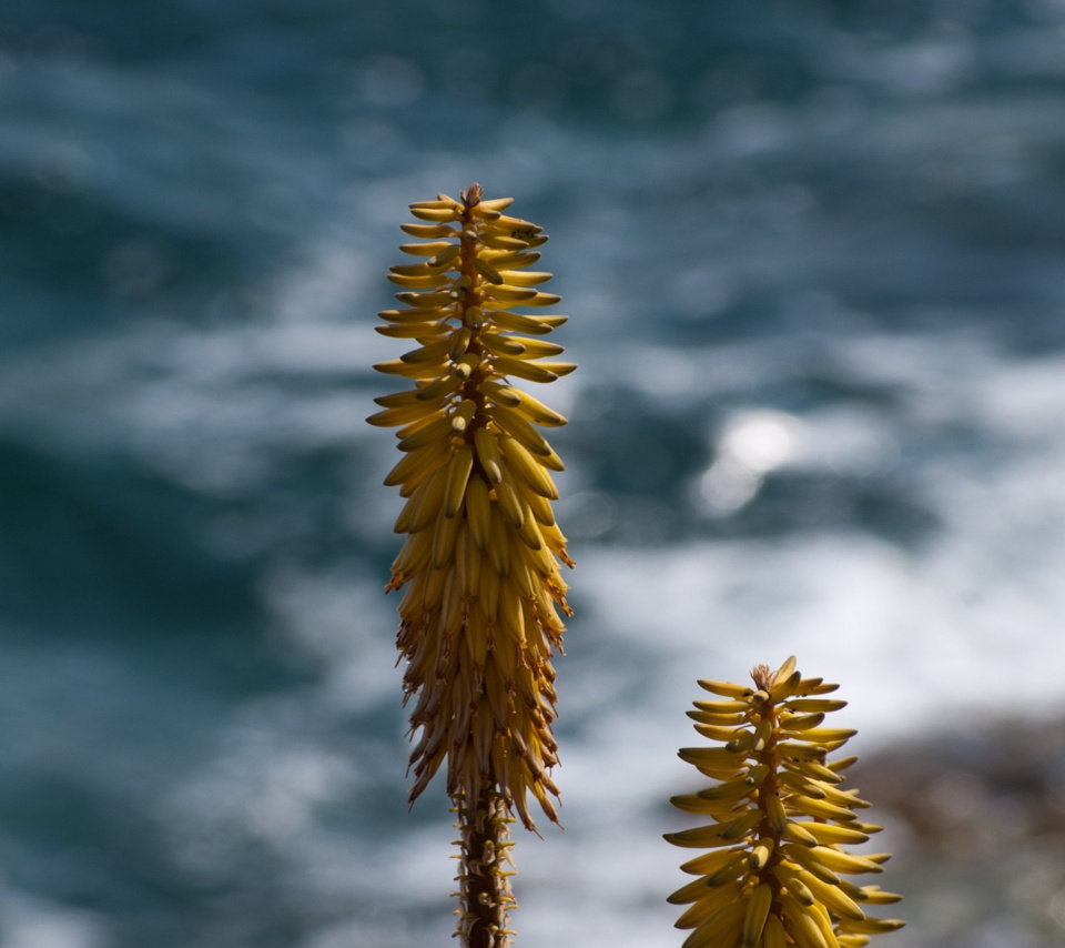 Macro HD Plant screenshot #1 960x854