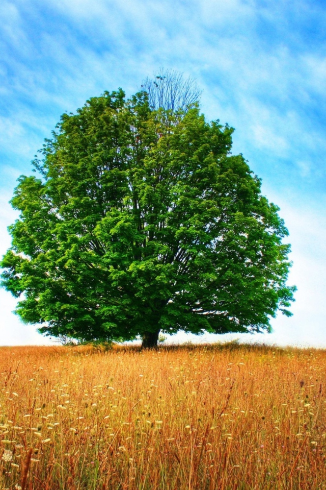 Das Tree In Field Wallpaper 640x960