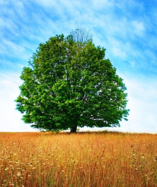 Tree In Field - Obrázkek zdarma pro 360x640